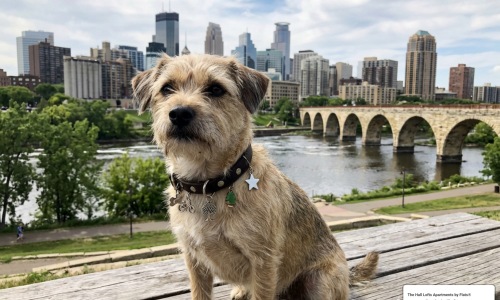 Minneapolis pet charm