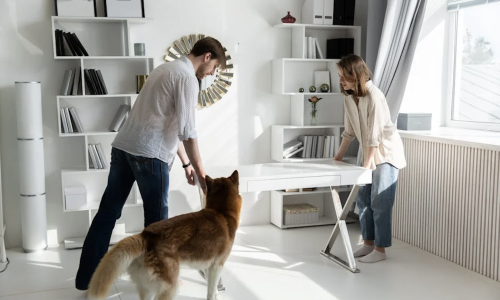 pet-friendly apartment search - pet-friendly apartments pet-friendly apartment search - pet-friendly apartments