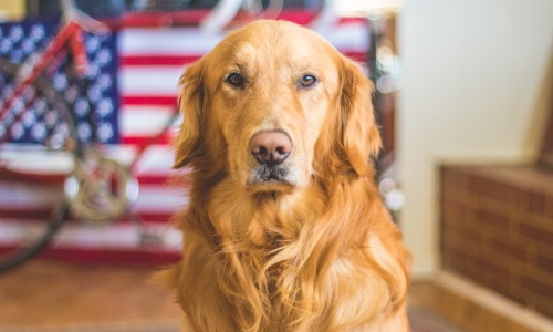 dog friendly apartments minneapolis - dog friendly apartments minneapolis dog friendly apartments minneapolis - dog friendly apartments minneapolis