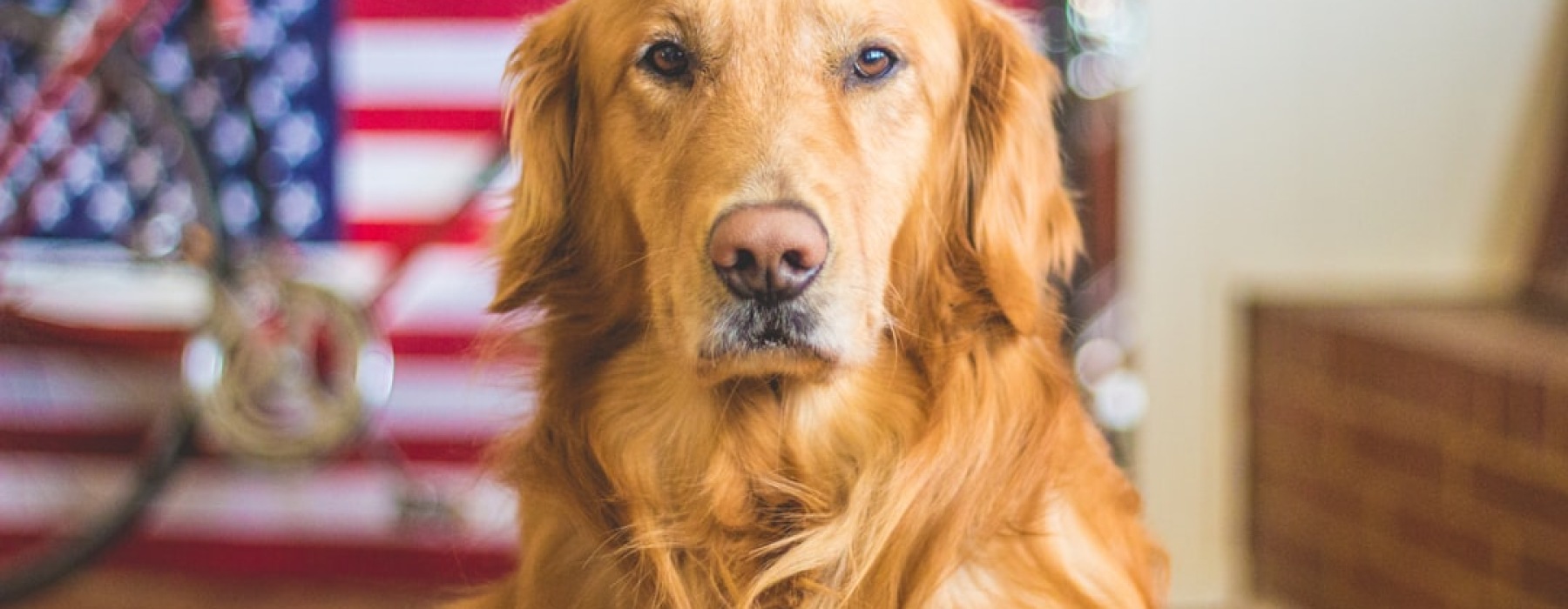 dog friendly apartments minneapolis - dog friendly apartments minneapolis