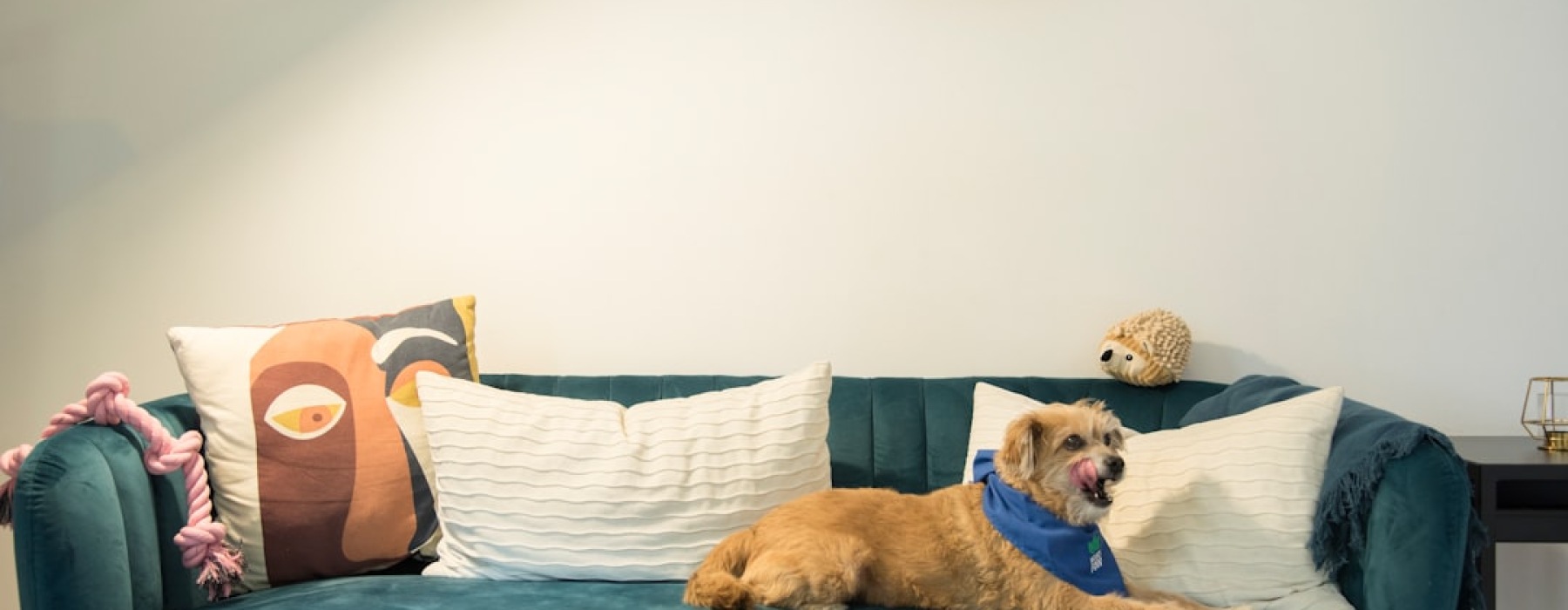 corporate housing minneapolis pet friendly - corporate housing minneapolis pet friendly